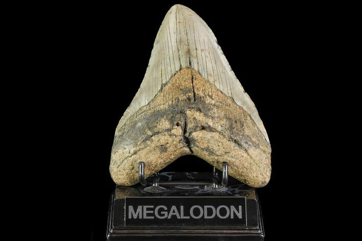 Fossil Megalodon Tooth - North Carolina #109731